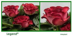 ROSE LEGEND 40